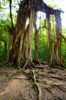 Bali Botanik Bahçesi Dev İncir Ağacı - Endonezya