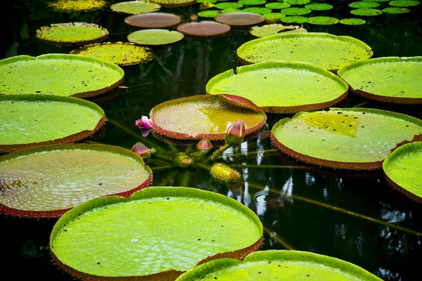 Lily Pads Singapur Jardín Botánico — Foto de Stock