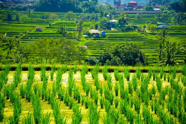 Рисові Тераси Ятілувія Балі Індонезія — стокове фото