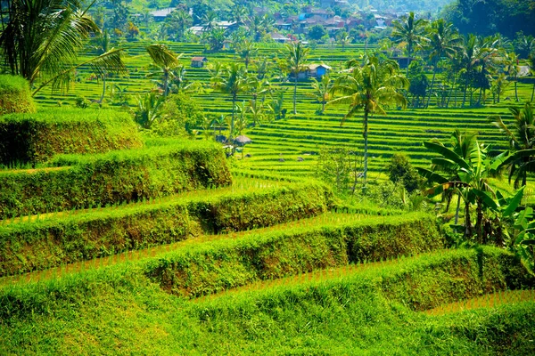 Jatiluwih Rice Terrace Bali Indonézia — Stock Fotó