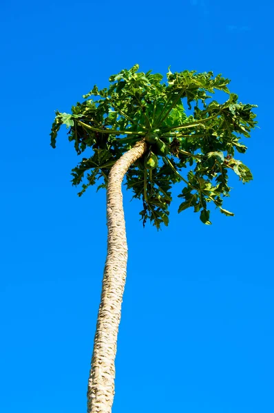 Fruta Mamão Árvore — Fotografia de Stock