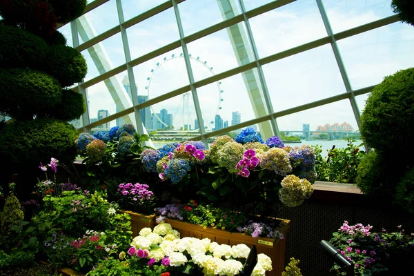 Квітка Купол Сінгапур — стокове фото