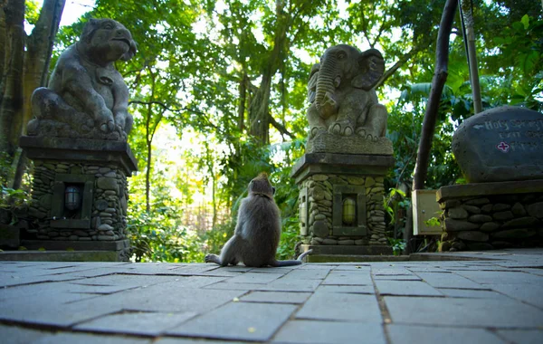 Ubud Monkey Forest Bali Indonesia — Stock Photo, Image