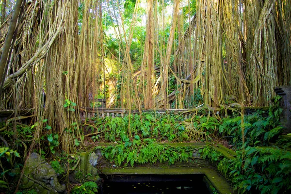 乌布圣猴森林的龙桥 巴厘岛 印度尼西亚 — 图库照片