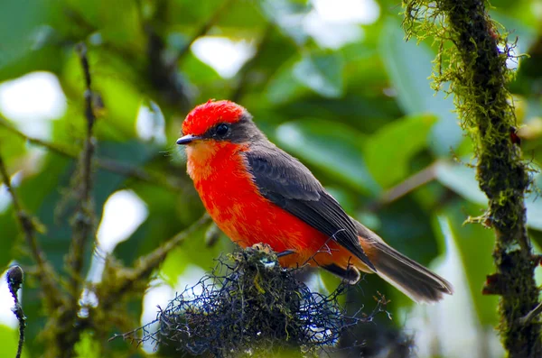 Vermilion Flycatcher Galápagos Equador — Fotografia de Stock