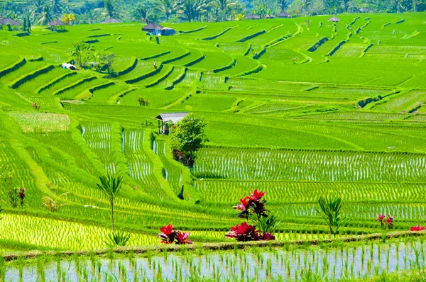 Terrazze Riso Jatiluwih Bali Indonesia — Foto Stock