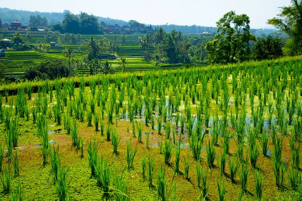 Рисовые Террасы Джатилуви Бали Индонезия — стоковое фото
