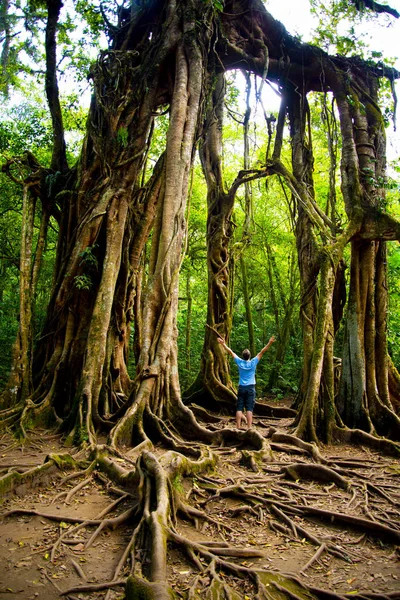 Giant Fig Tree Bali Botanic Garden Indonezja — Zdjęcie stockowe