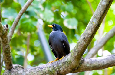 Javan Myna Branch 'a tünedi