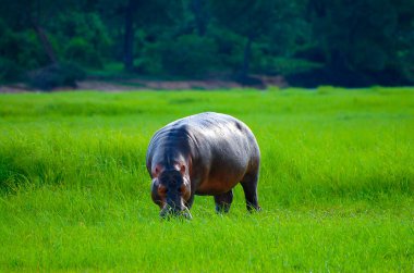 Suaygırı Toprakta Çimen Çimen