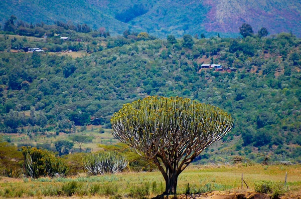 Candelabra Tree African Wild — Stock Photo, Image