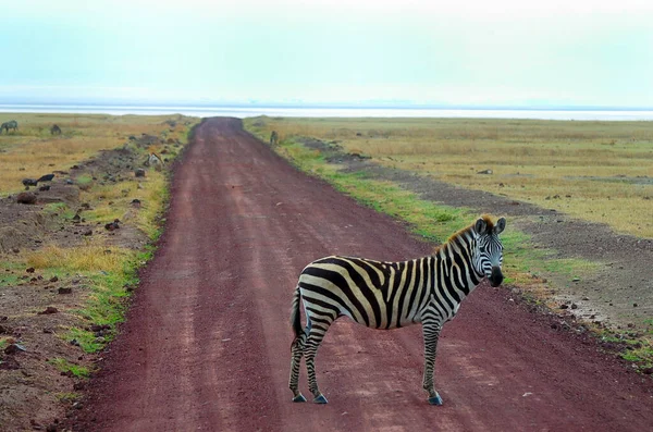 Zebra Ngorongoro Crater Tanzania — Stock Photo, Image