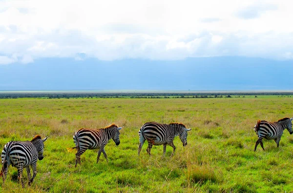 Zebras Ngorongoro Crater Tanzania — Stock Photo, Image