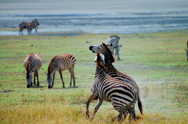 Zebras Fighting Ngorongoro Crater Tanzania — Stock Photo, Image