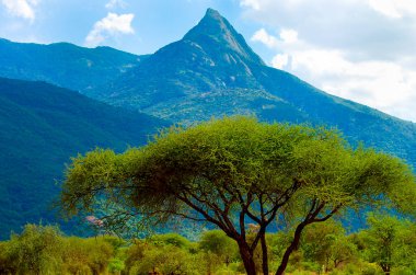Longido Dağı Orman Rezervi - Tanzanya