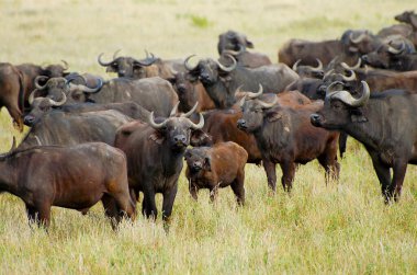 Ngorongoro Krateri 'ndeki Bufalolar - Tanzanya