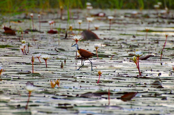 แอฟร Jacana ทยานแห งชาต Chobe บอตสวานา — ภาพถ่ายสต็อก