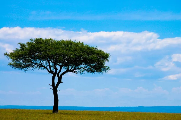 Acacia Tree Στην Αφρικανική Άγρια Φύση — Φωτογραφία Αρχείου