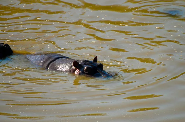 Hippopotamus Water Pond — Stock Photo, Image