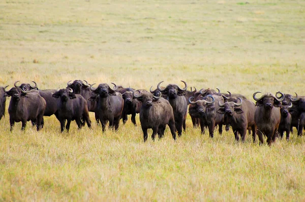 Buffalos Ngorongoro Crater Tanzania — Stock Photo, Image