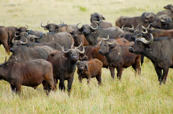 Buffalos Ngorongoro Crater Tanzania — Stock Photo, Image