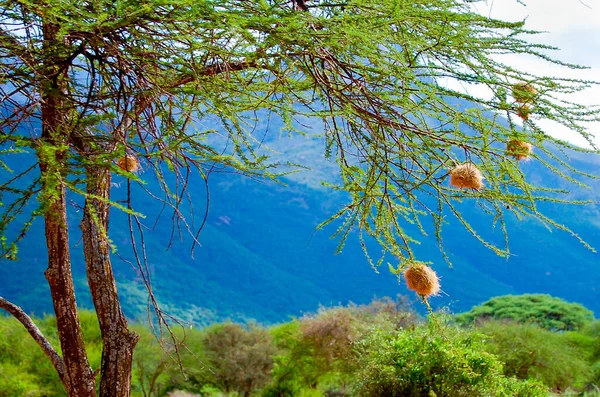 Weaver Bird Nests Tanzania — Stock Photo, Image