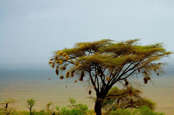 Weaver Bird Nests Tanzania — Stock Photo, Image