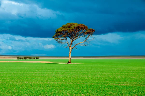 Eucalyptus Salmon Gum Tree Western Australia — Stock Photo, Image