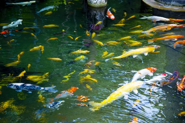 Lagoa Peixes Koi Jardim — Fotografia de Stock