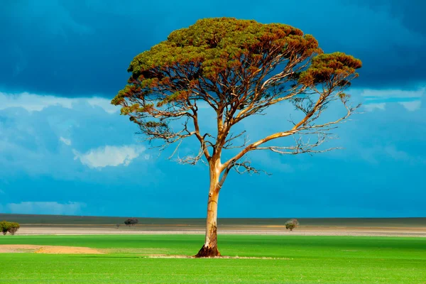 Eucalyptus Salmon Gum Tree Western Australia — Stock Photo, Image