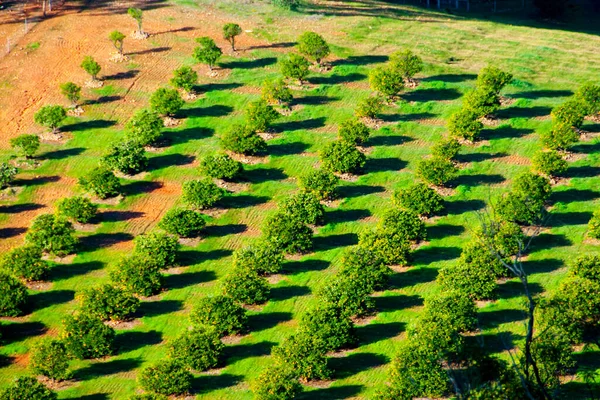 Oranžová Plantáž Západní Austrálie — Stock fotografie