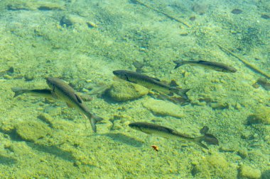 Wolfgang Gölü, Salzburg Eyaleti - Avusturya