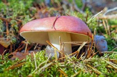 Yabani mantar russula, ormanda mantar.
