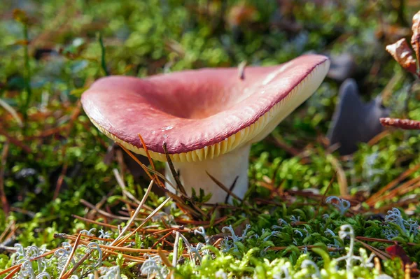 Cogumelo Selvagem Russula Cogumelo Floresta — Fotografia de Stock