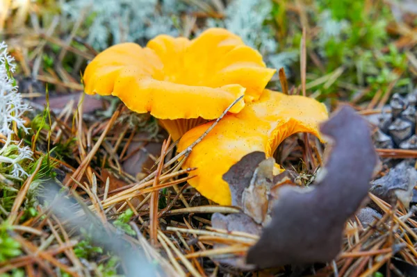 Cogumelo Florestal Chanterelle Ambiente Natural — Fotografia de Stock