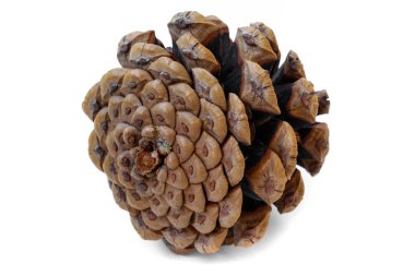 Sedir koni kahverengi renk hafif bir arka plan üzerinde