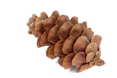 Sedir koni kahverengi renk hafif bir arka plan üzerinde