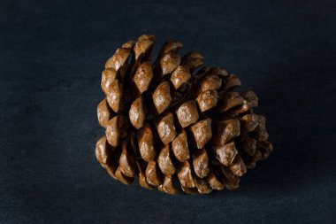 Büyük çam kozalağı karanlık bir arka plan üzerinde kahverengi