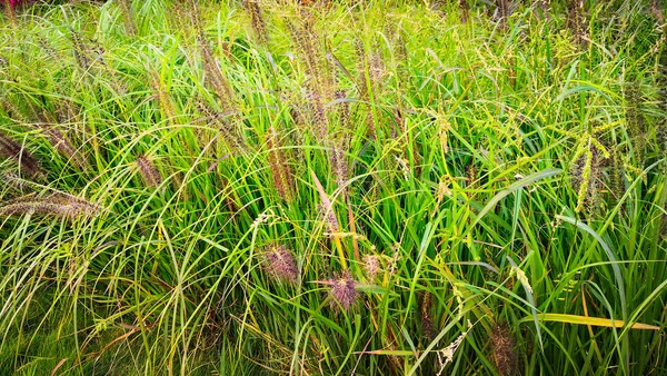 Ziergras im Blumenbeet der Stadt — Stockfoto