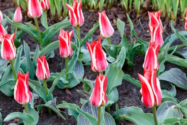Çiçek tarhındaki ilk laleler