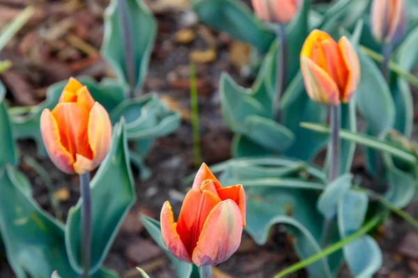 Pierwsze tulipany w doniczkowy — Zdjęcie stockowe
