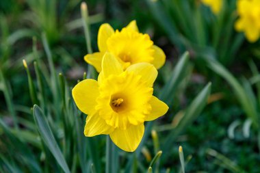 Bahçedeki sarı nergisler