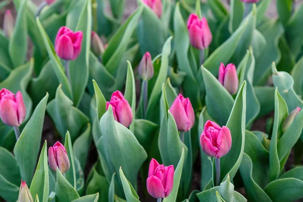 Tulipanes floreciendo en el parterre de la ciudad —  Fotos de Stock