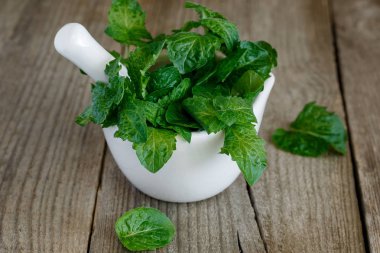 Yeşil taze kıvırcık nane bir demet