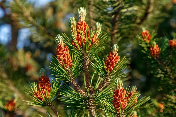 Unga skott och blommande tall — Stockfoto