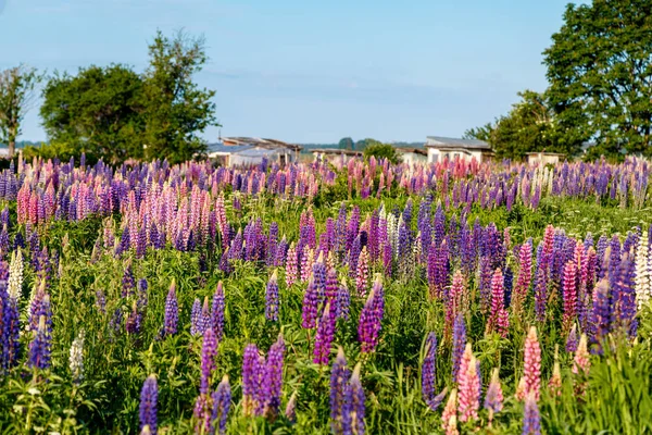 Lupins kalınları ile Glade — Stok fotoğraf