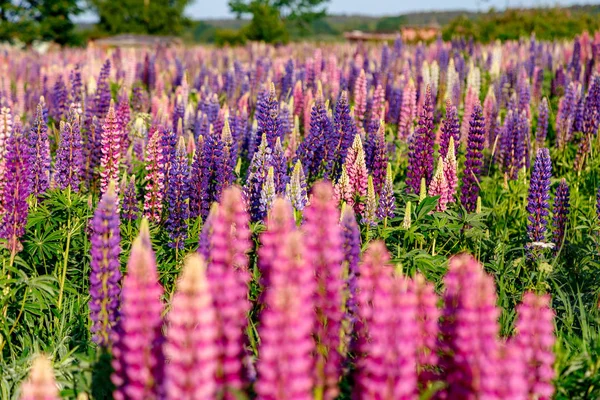 Çiçek açan çok renkli lupins — Stok fotoğraf