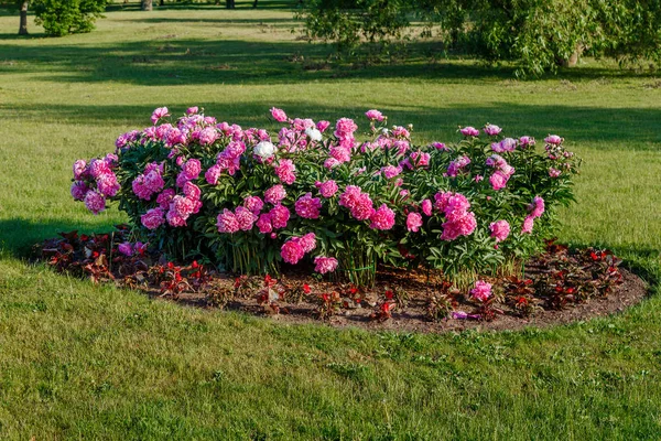 Aiuola con peonie in fiore — Foto Stock