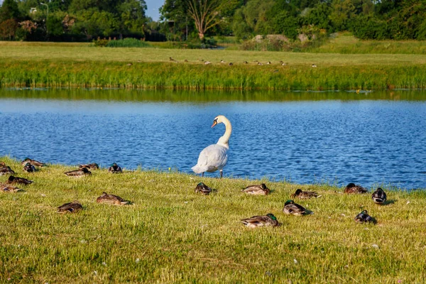 Cisne no parque da cidade — Fotografia de Stock