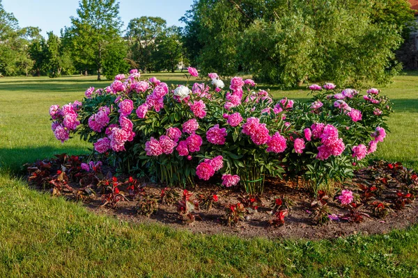 Lit de fleurs avec pivoines florissantes — Photo